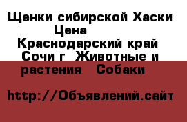Щенки сибирской Хаски › Цена ­ 5 000 - Краснодарский край, Сочи г. Животные и растения » Собаки   